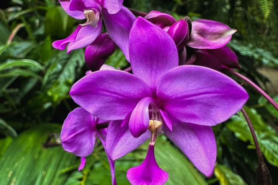 Waarom Colombia zo bijzonder is voor orchideeën